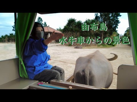 由布島水牛車からの景色 Youtube