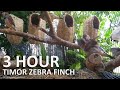 Timor Zebra Finch Song - 3 Hours Finch Sounds