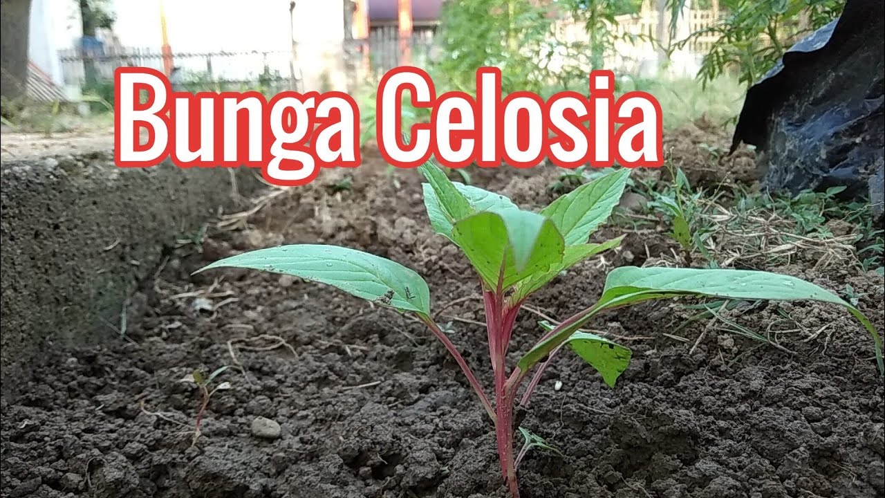 Bunga Celosia