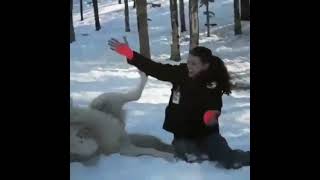 Big Wolf Gets More Belly Rubs And Scratches