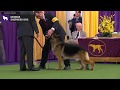 German Shepherd Dog | Breed Judging 2020