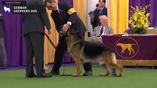 German Shepherd Dog | Breed Judging 2020