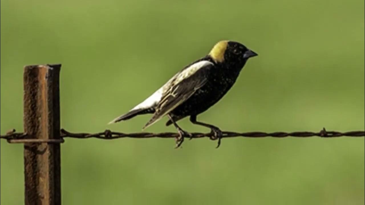 [Bobolink] Incredible Bobolink Facts Where To Find the Bobolink