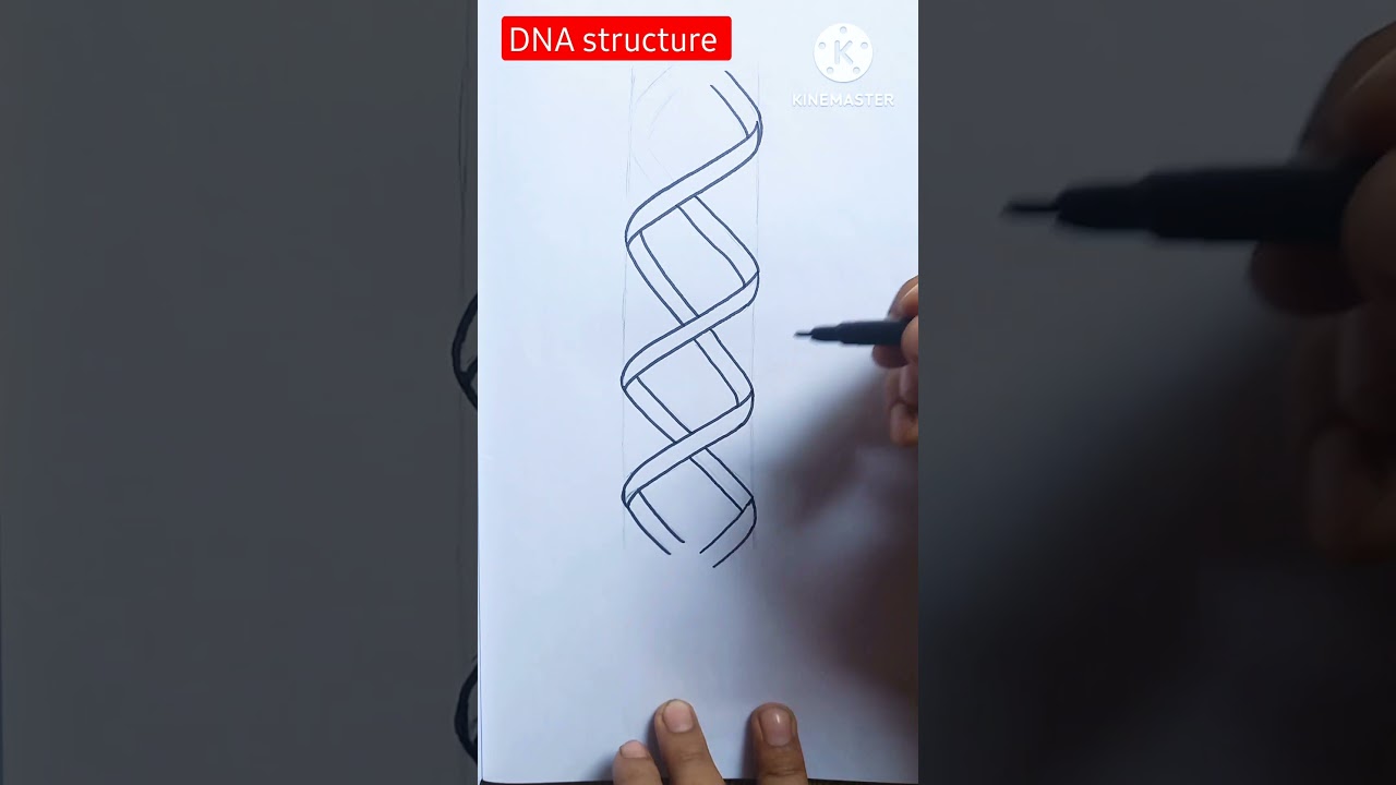 How to draw DNA Easily ✅