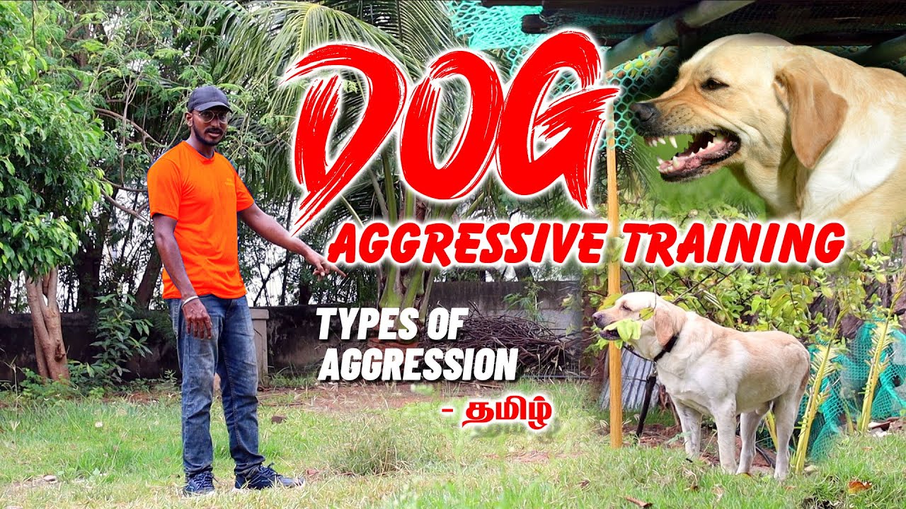 Dog Aggressive Training Aggressive Dog Aggressive Dog Barking How