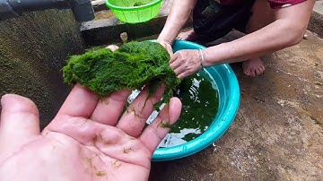 RÊU SUỐI NƯỚNG MÓN ĂN DÂN DÃ CỦA NGƯỜI THÁI LAI CHÂU THÁNG 4 - 2022