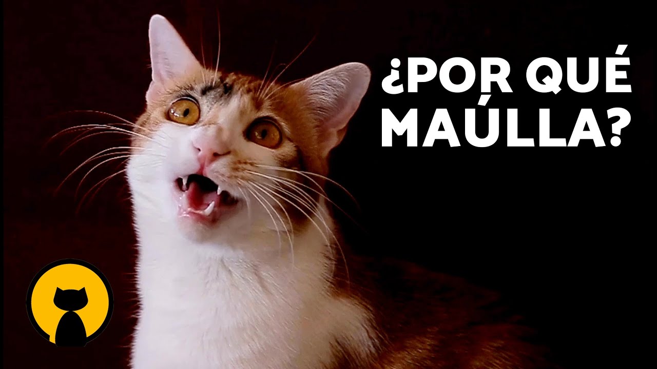 ¿Por qué mi GATO MAÚLLA mucho? 🐱🔊 (8 Razones) - YouTube