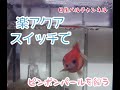 【金魚水槽】楽アクアスイッチで、ピンポンパール単独飼育してます