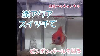 【金魚水槽】楽アクアスイッチで、ピンポンパール単独飼育してます