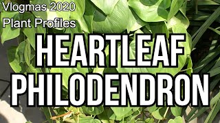 Plant Profile: Philodendron Heartleaf - Vlogmas 2020