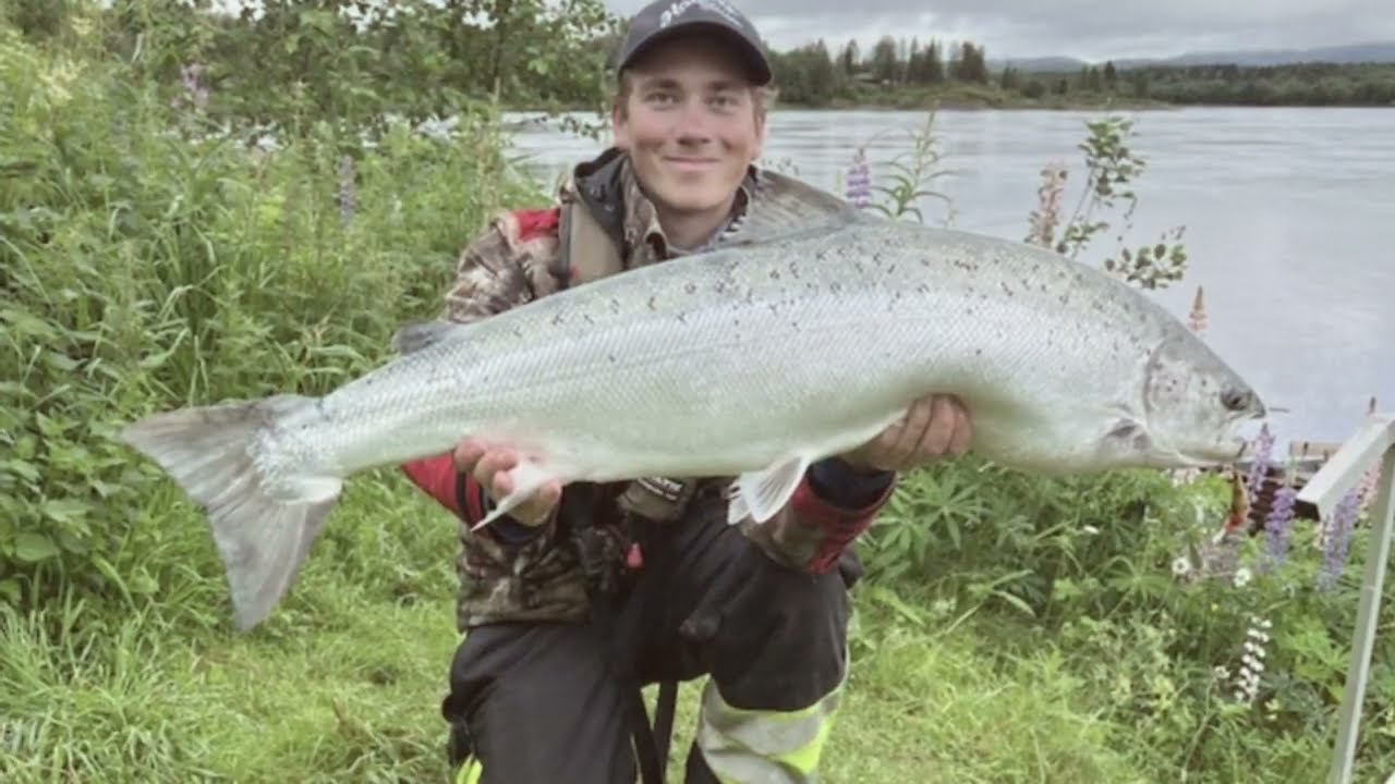 Storlaks i Namsen! (Singelharling)