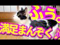 【ねこ動画】ねこ「ふぅ。満足まんぞく♪」