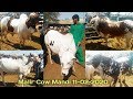 Malir Cow Mandi Karachi  Latest Update 11 Feb 2020