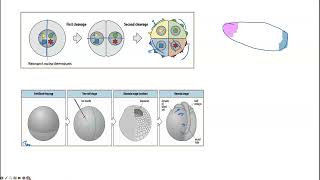 mosaic and regulative development