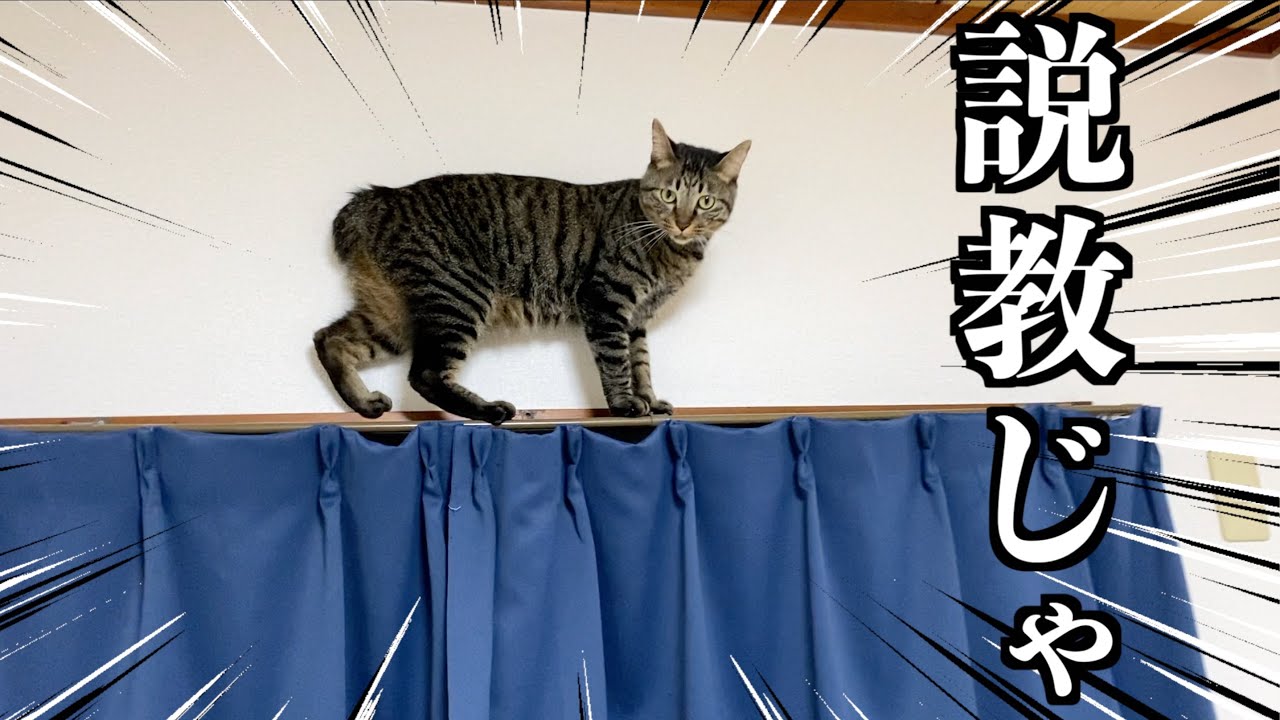 The Cat's Miaow Climb My Stairs レコード The Cat's Miaow – Climb My Stairs, 92–94 – Vinyl (White w