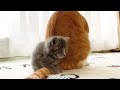 先住猫を好きになり離れなくなった保護子猫
