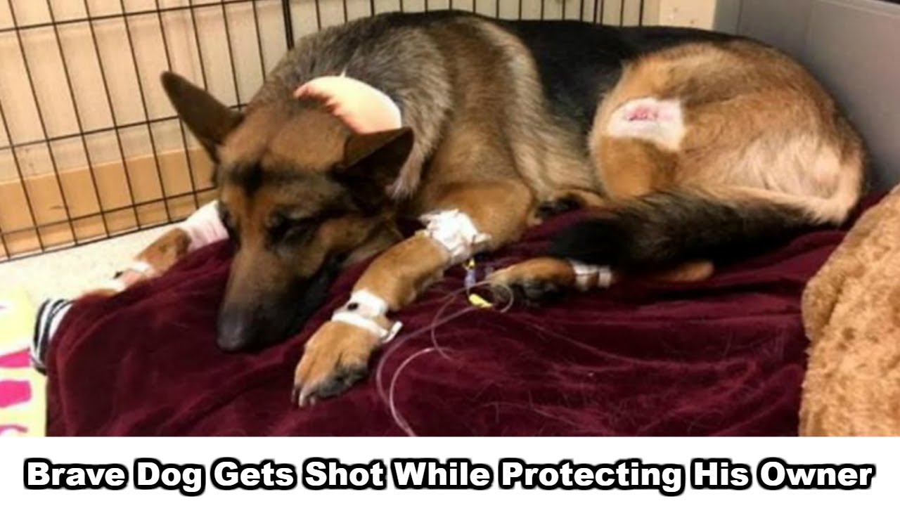 Dog Hero Almost Loses His Life By Saving His Owner From Criminals - YouTube