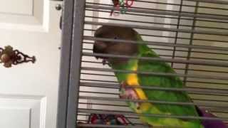 Senegal Parrot Meowing