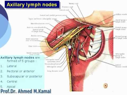 lymphatic drainage of upper limb)