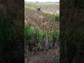Rice Fields Harvest Time