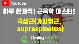 #2-6. 극상근(가시위근, supraspinatus)/근육학 마스터/referred pain/MPS/trigger point/힐링무브/healing move/자세움직임