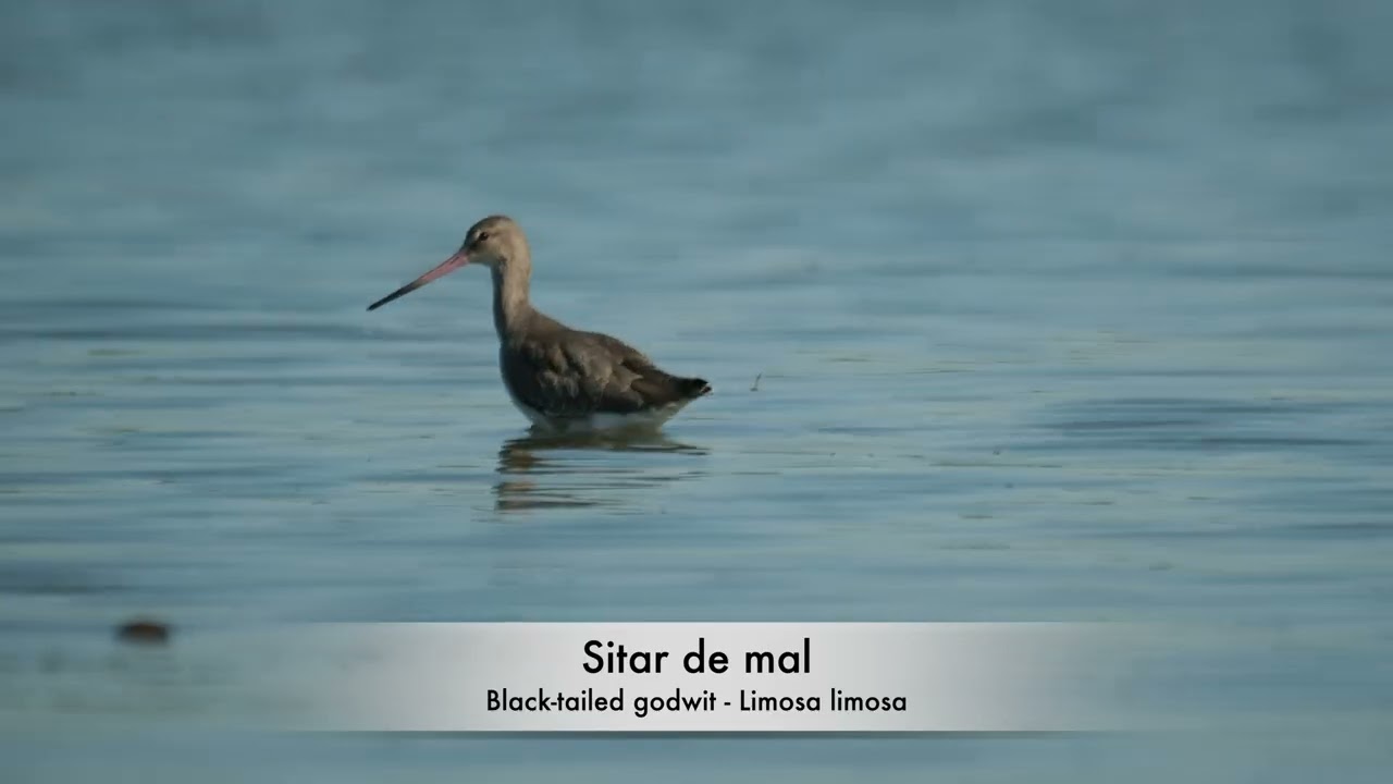 Sitar de mal - Black tailed godwit - Limosa limosa
