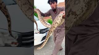 big snake zra bach ky #splus