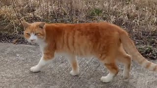 野良猫の散歩に付いていく