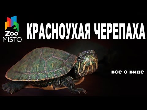 Красноухая Черепаха - Все о виде пресмыкающегося | Вид пресмыкающегося - Красноухая Черепаха