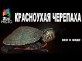 Красноухая Черепаха - Все о виде пресмыкающегося | Вид пресмыкающегося - Красноухая Черепаха