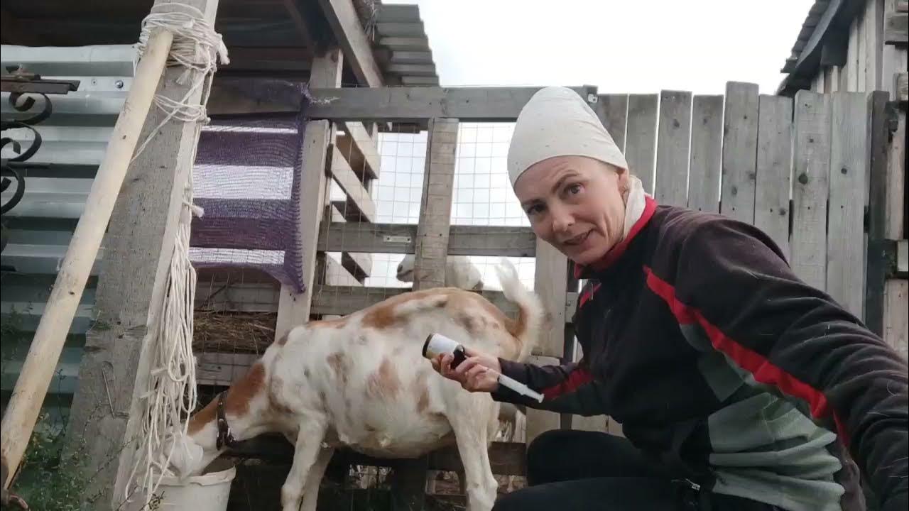 Как колоть коз