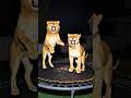 Lions' Midnight Trampoline Party🦁🌃️:Kings of the Jungle Get Bouncy😂👍Thumbs Up for Fun! 😱☺️☺️.....