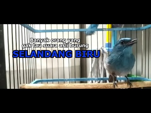Kicau Burung Selendang Biru GACOR Isian Dan JINAK Petetan