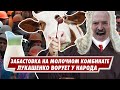 Лукашенко ВОРУЕТ у Народа! Забастовка молочного комбината. Польша послала СК Беларуси.