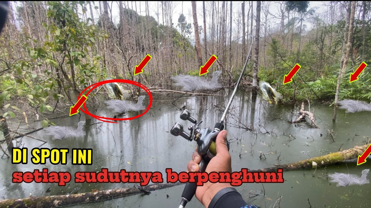 SPOT LUAR BIASA,ikan nya menunggu di setiap sudut rawa 