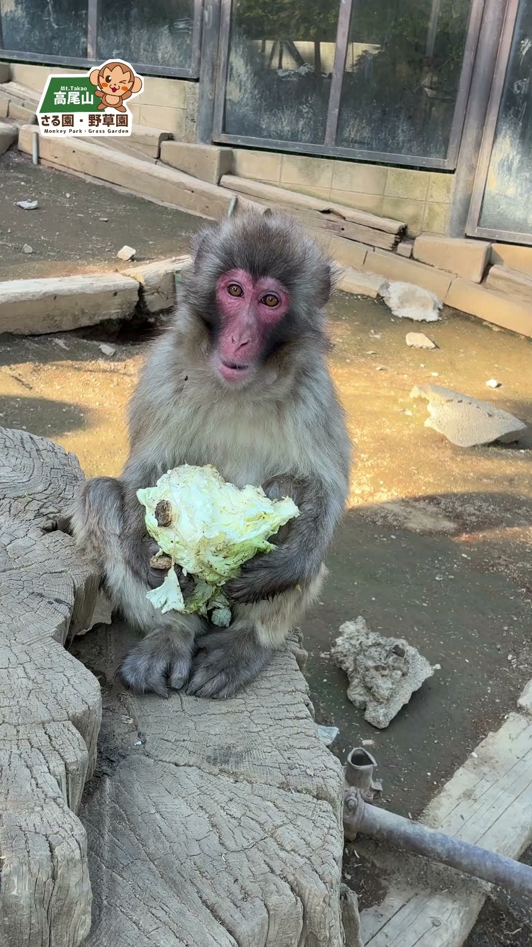 高尾山さる園】キャベツを食べるヤヨイちゃん【Snow monkey】 #monkey