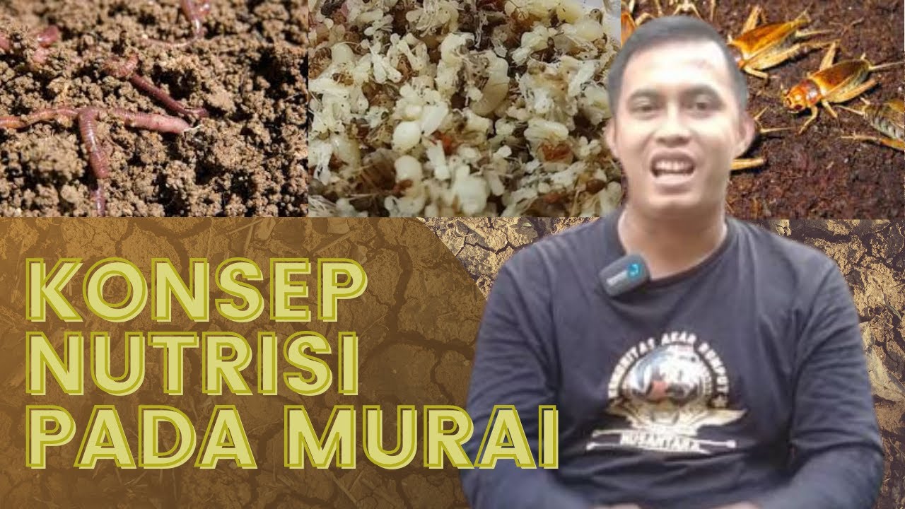 PAHAMI KEBUTUHAN NUTRISI PADA MURAI !! SEPELE TAPI PENTING !! #settinganmurai #rawatanharian