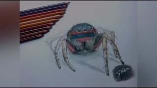 Kuru Boya Örümcek Çizimi - Drawing Jumping Spider (insect) With Coloured Pencils (Timelapse Video)