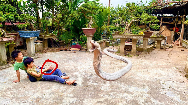 Cứu sống cậu bé  thoát khỏi rắn hổ mang cực độc tấn công | Rescue the boy bitten by a cobra