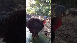 Pavo  cambia de color