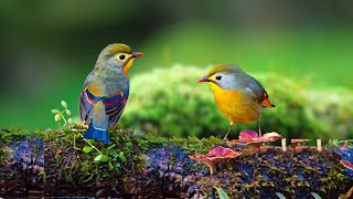 Birds Singing  Relaxing Bird Sounds  Natural Sounds Heal Stress, Sleep Well