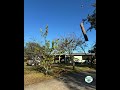 Heavy trunks? We call in the crane! 🚜🌳💪 #crane #treeremoval #treecutting #treeservice #treending