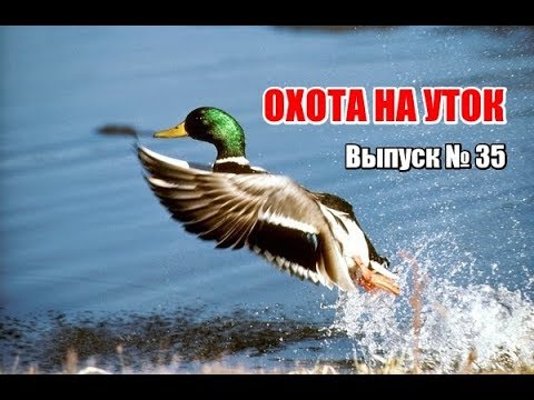 Охота на уток, выпуск №35 (UKR)