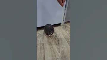 Ручная крыса Корвин украла спагетти #shorts #animals