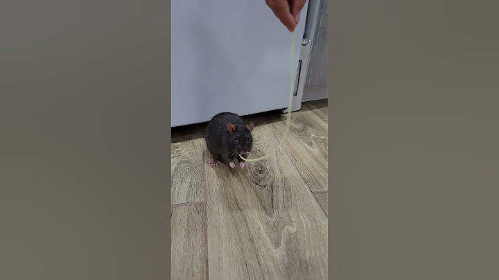 Ручная крыса Корвин украла спагетти #shorts #animals