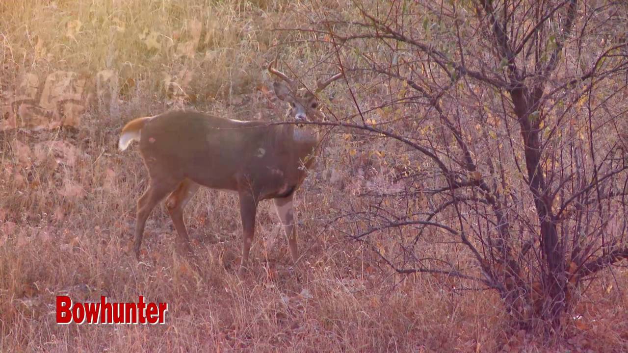 Ozonics Testimonial - Danny Farris