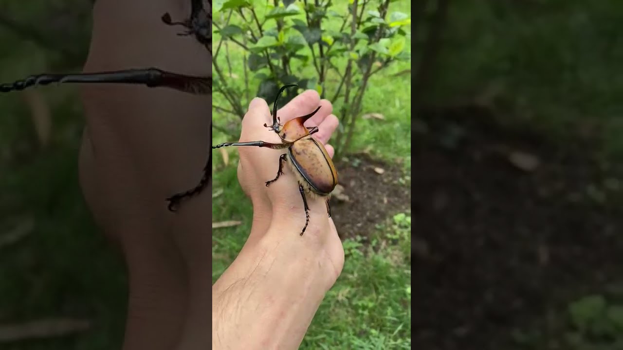 HUGE Beetle - Amazing Insects in Nature - Beetle bite - OUCH!