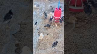 posting everyday until I get 1000 subscribers #poultry #chicken #farming #poultryfarmers