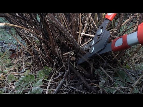 Video: Foryngelsesskjæring av oleanderbusker - Hvordan trimme overgrodde oleanderbusker