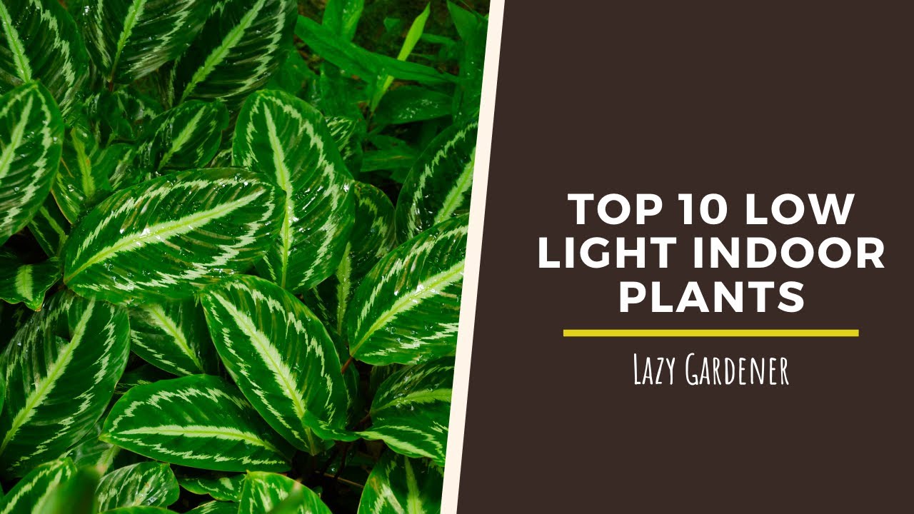 Best low light plants for your indoor | Easy to grow & care | Lazy